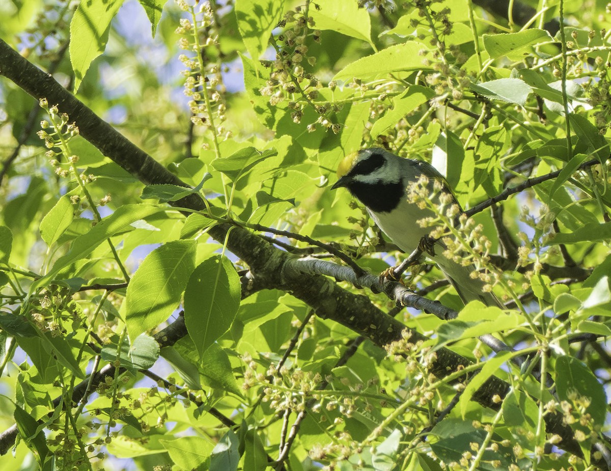 Goldflügel-Waldsänger - ML620324365