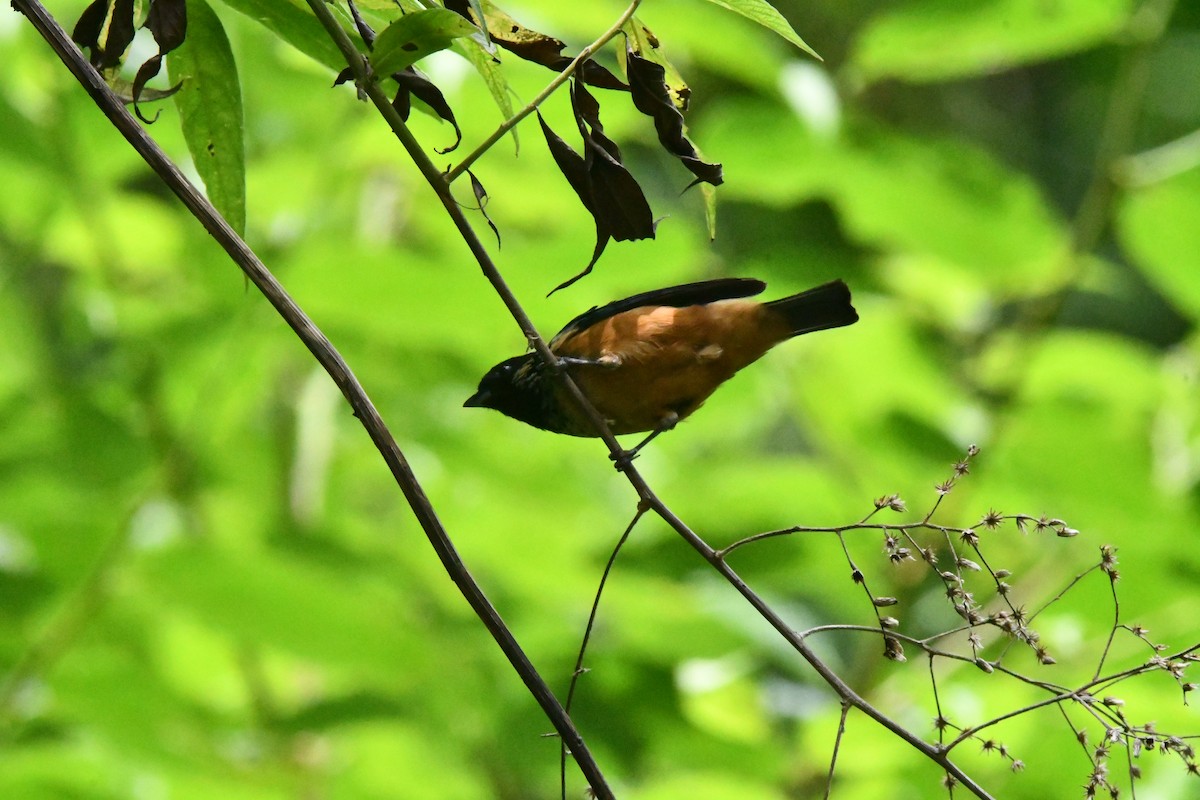 Spangle-cheeked Tanager - ML620324367