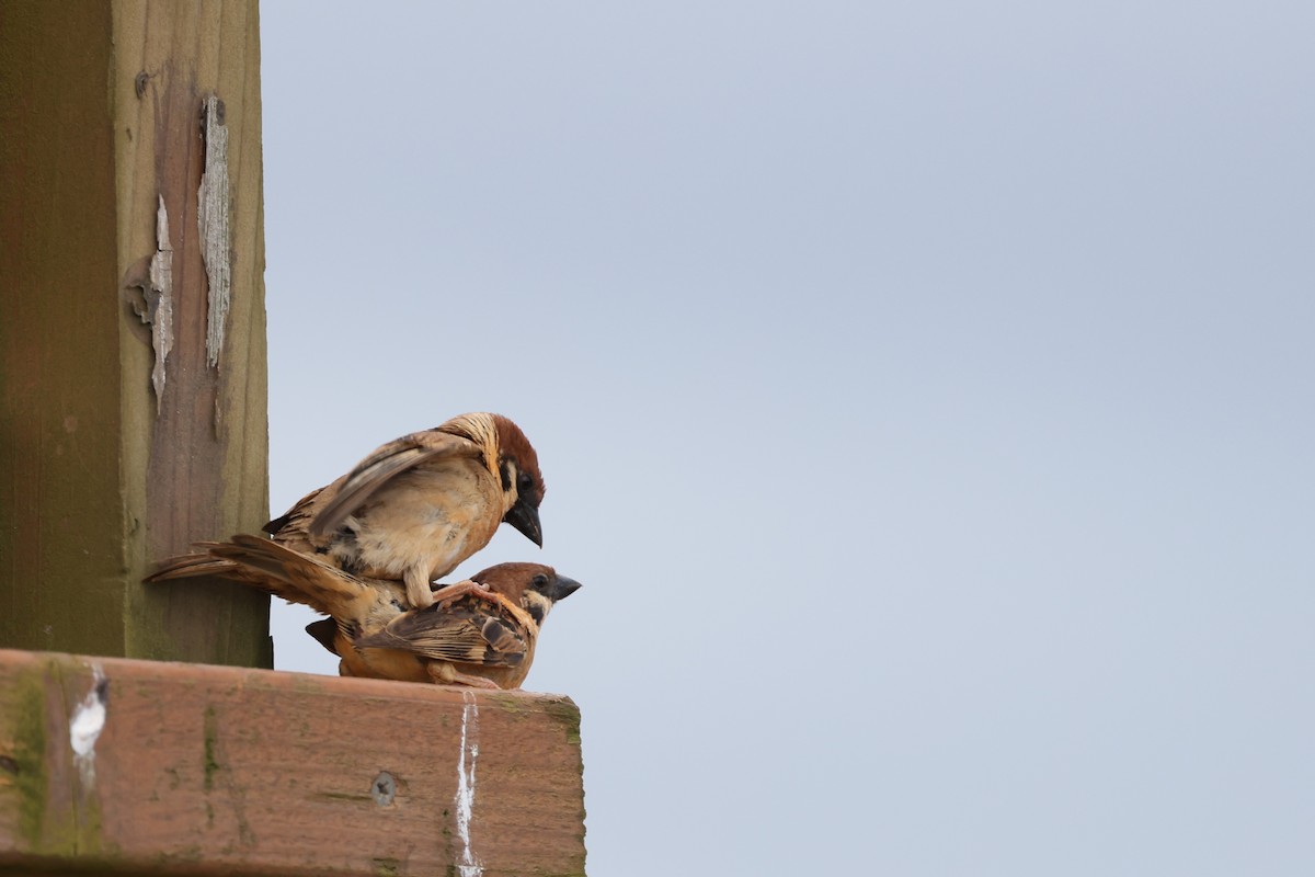 Eurasian Tree Sparrow - ML620324380