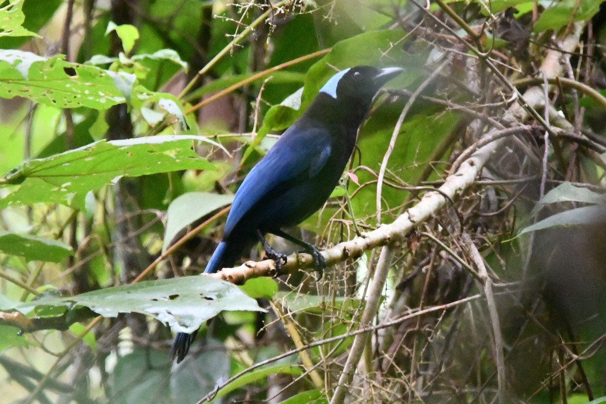 Azure-hooded Jay - ML620324387