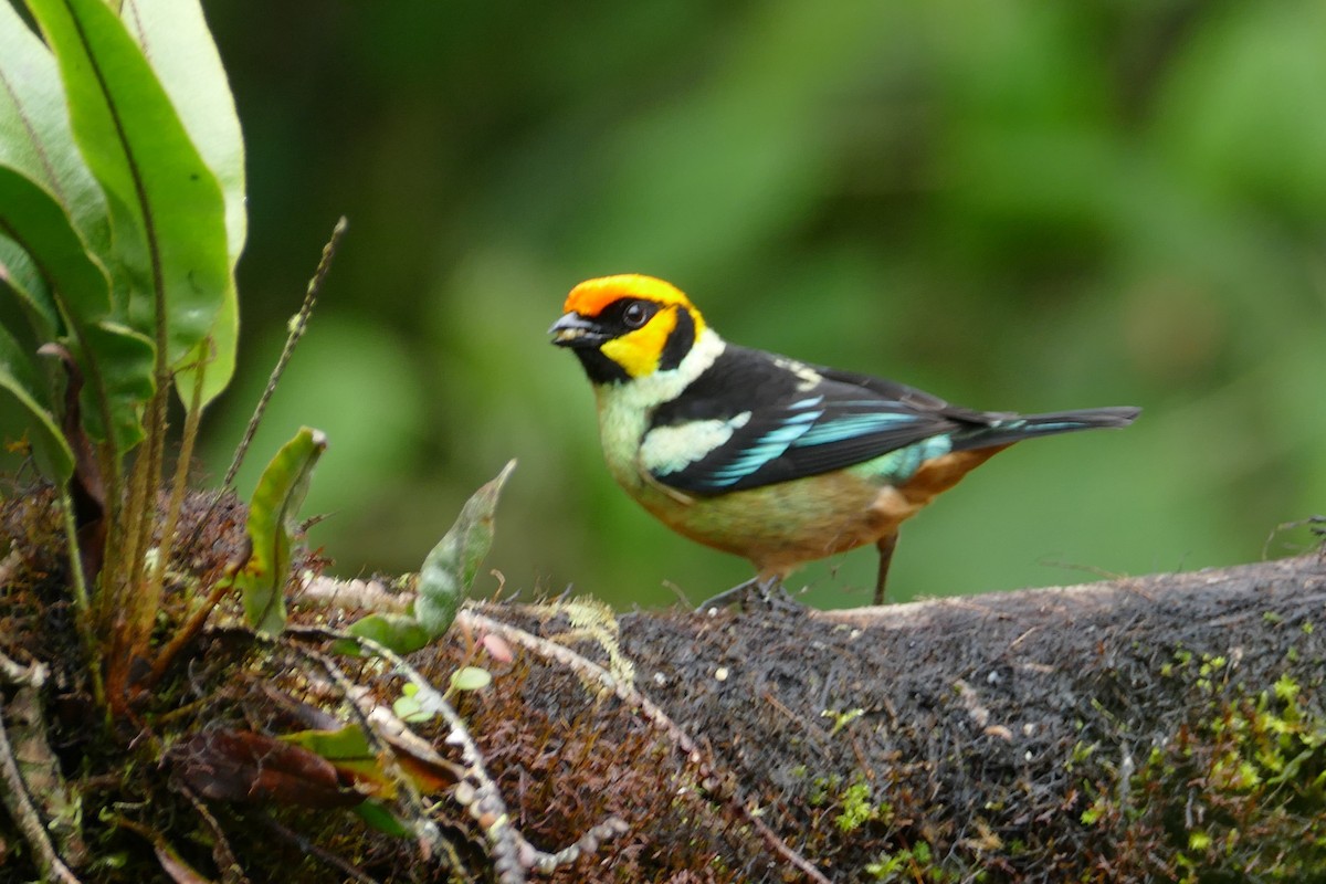 Flame-faced Tanager - ML620324388