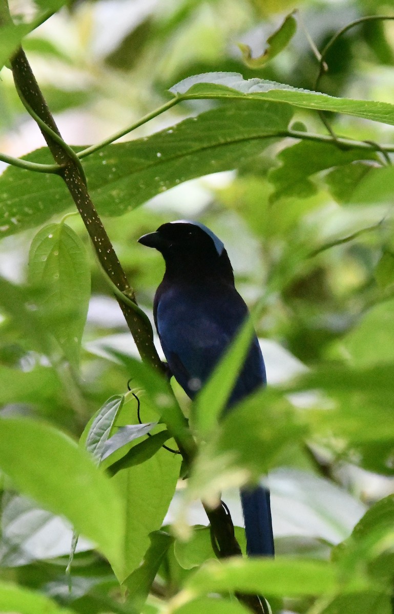 Azure-hooded Jay - ML620324392