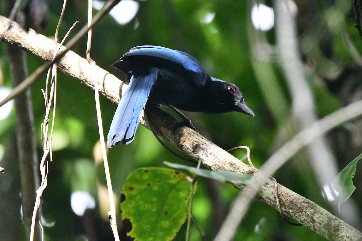 Azure-hooded Jay - ML620324397