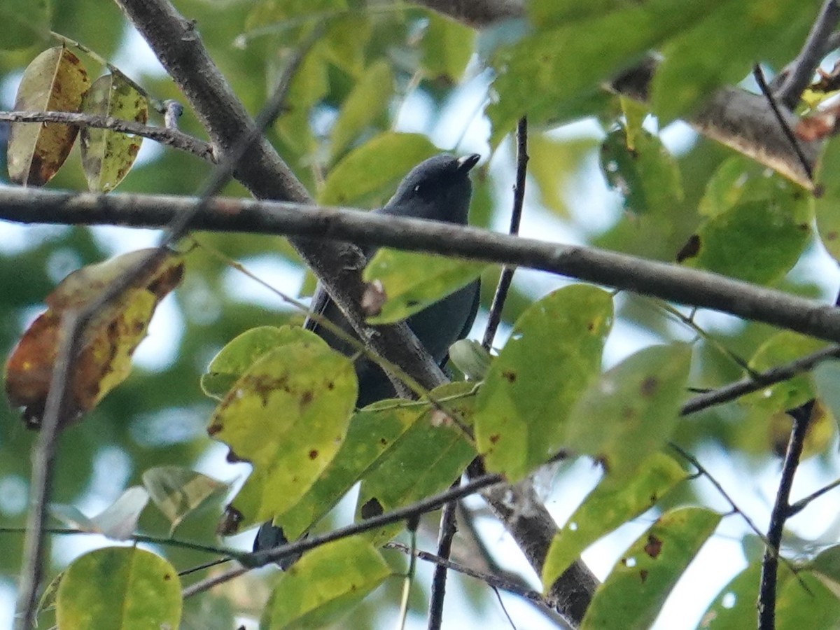 Gray-headed Cicadabird - ML620324401