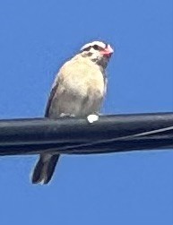 Pin-tailed Whydah - ML620324406