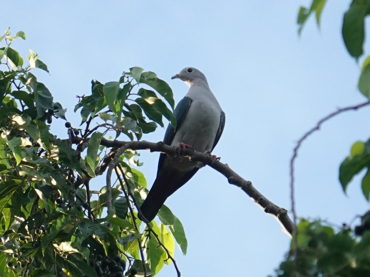 Island Imperial-Pigeon - ML620324413