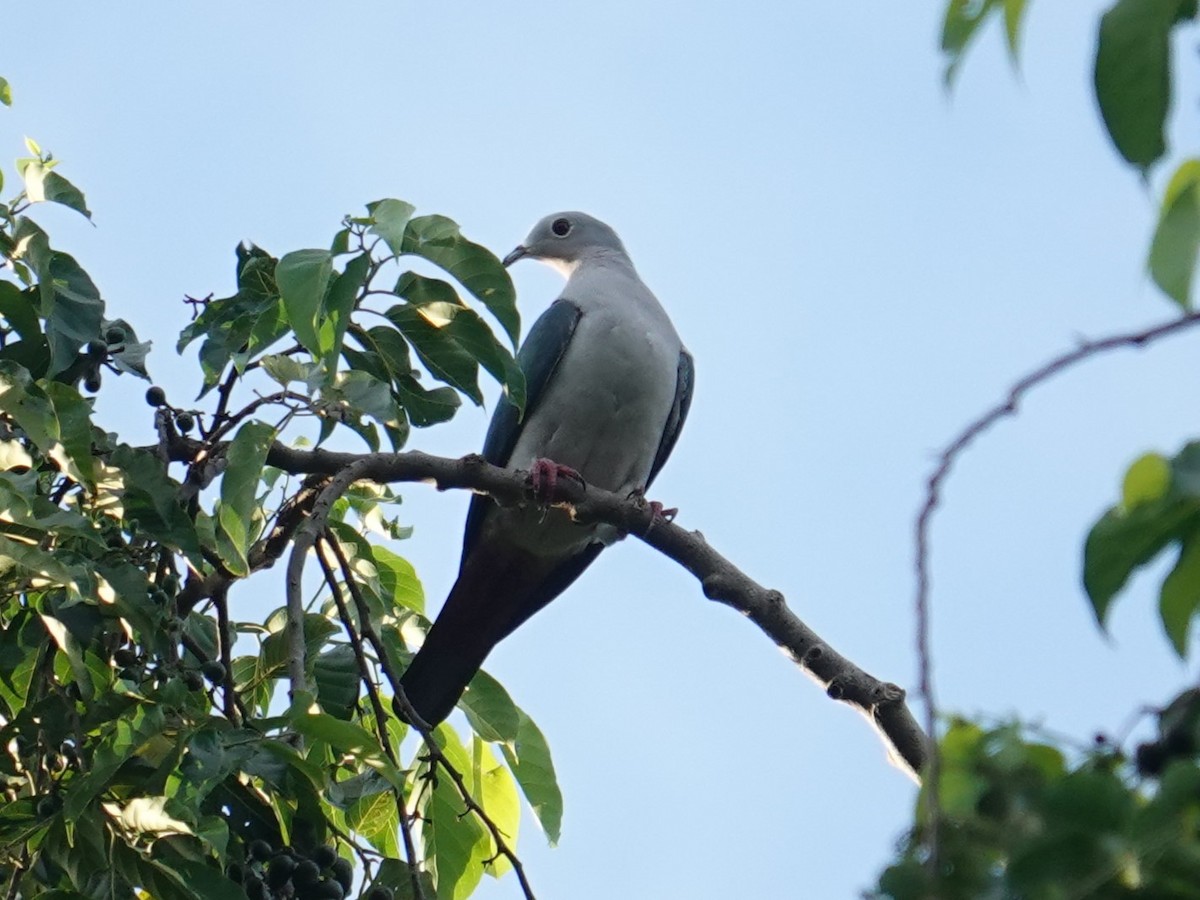 Island Imperial-Pigeon - ML620324414