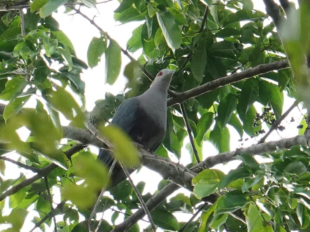 holub stromový (ssp. salvadorii) - ML620324420