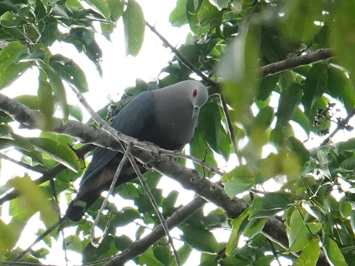 Pinon's Imperial-Pigeon (Pink-headed) - ML620324421