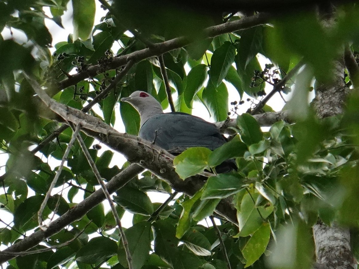 Красноглазый плодовый голубь (salvadorii) - ML620324424