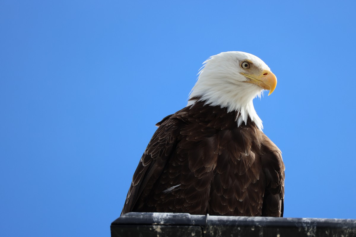 Weißkopf-Seeadler - ML620324427