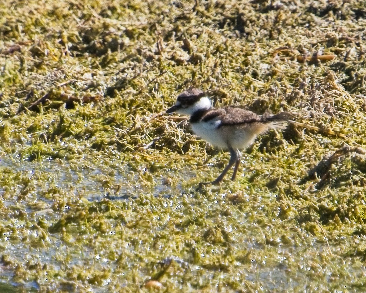 Killdeer - ML620324428