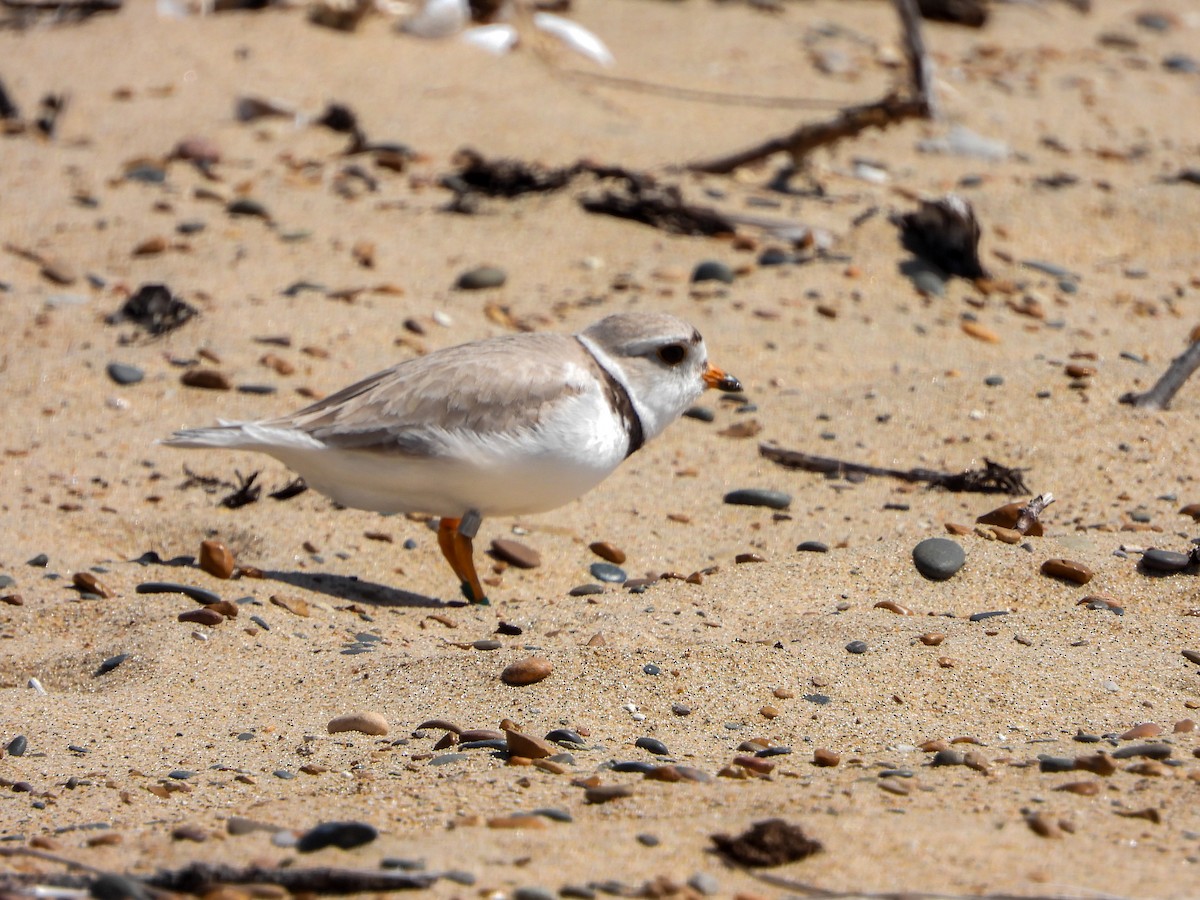 Piping Plover - ML620324436