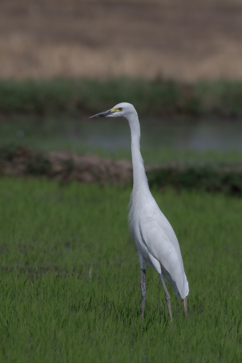 Grande Aigrette - ML620324438