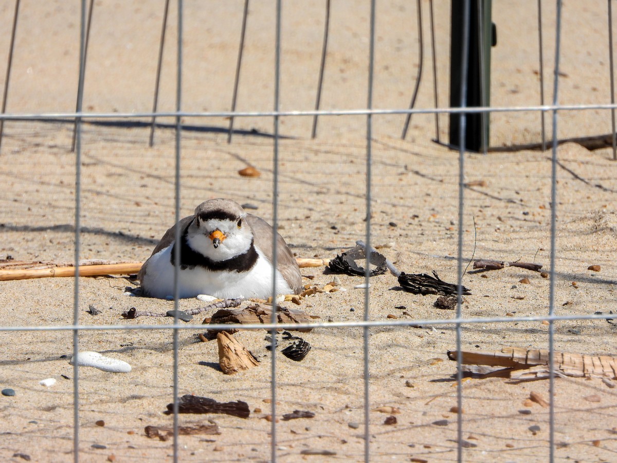 Piping Plover - ML620324441
