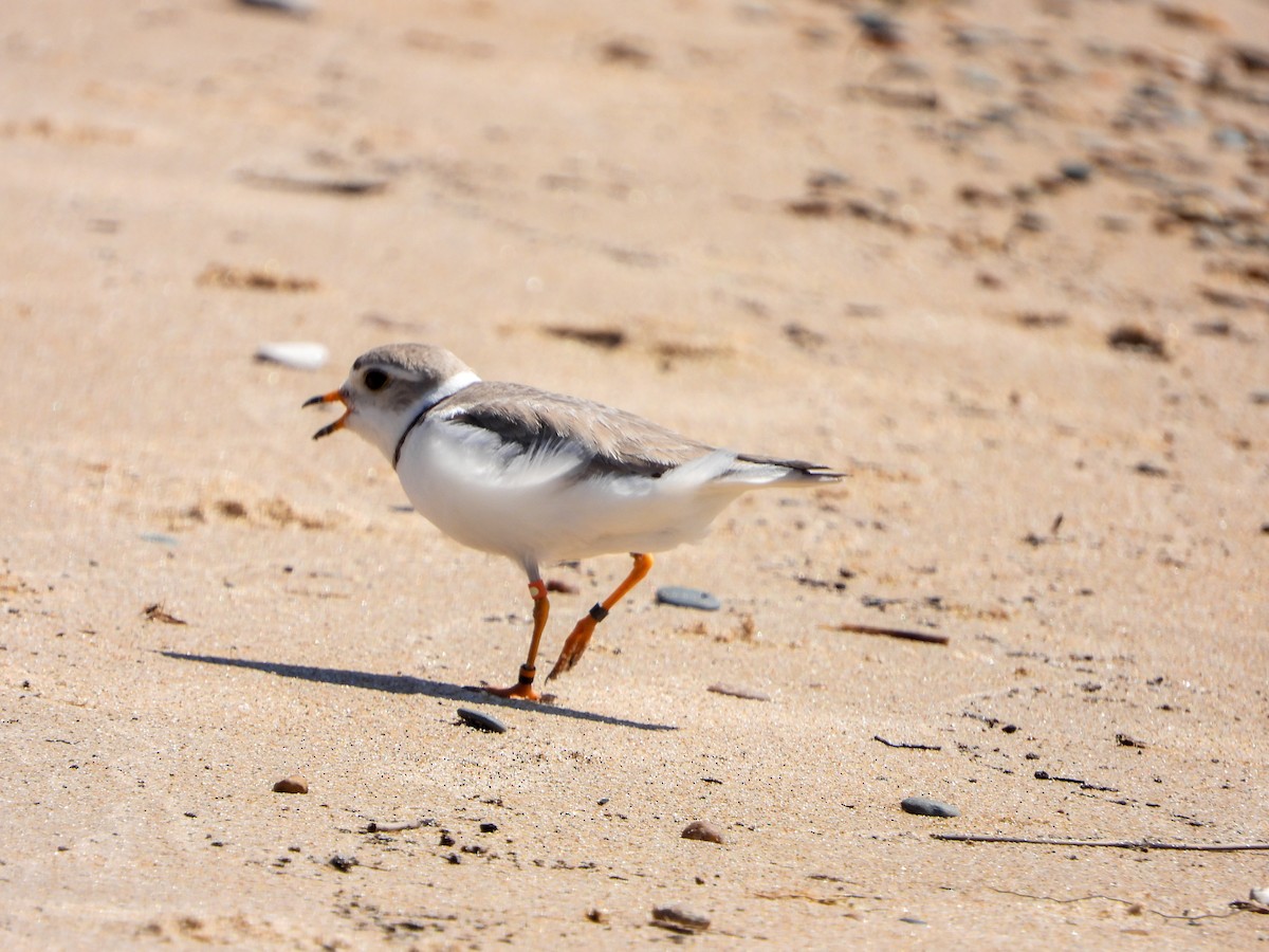 Piping Plover - ML620324442