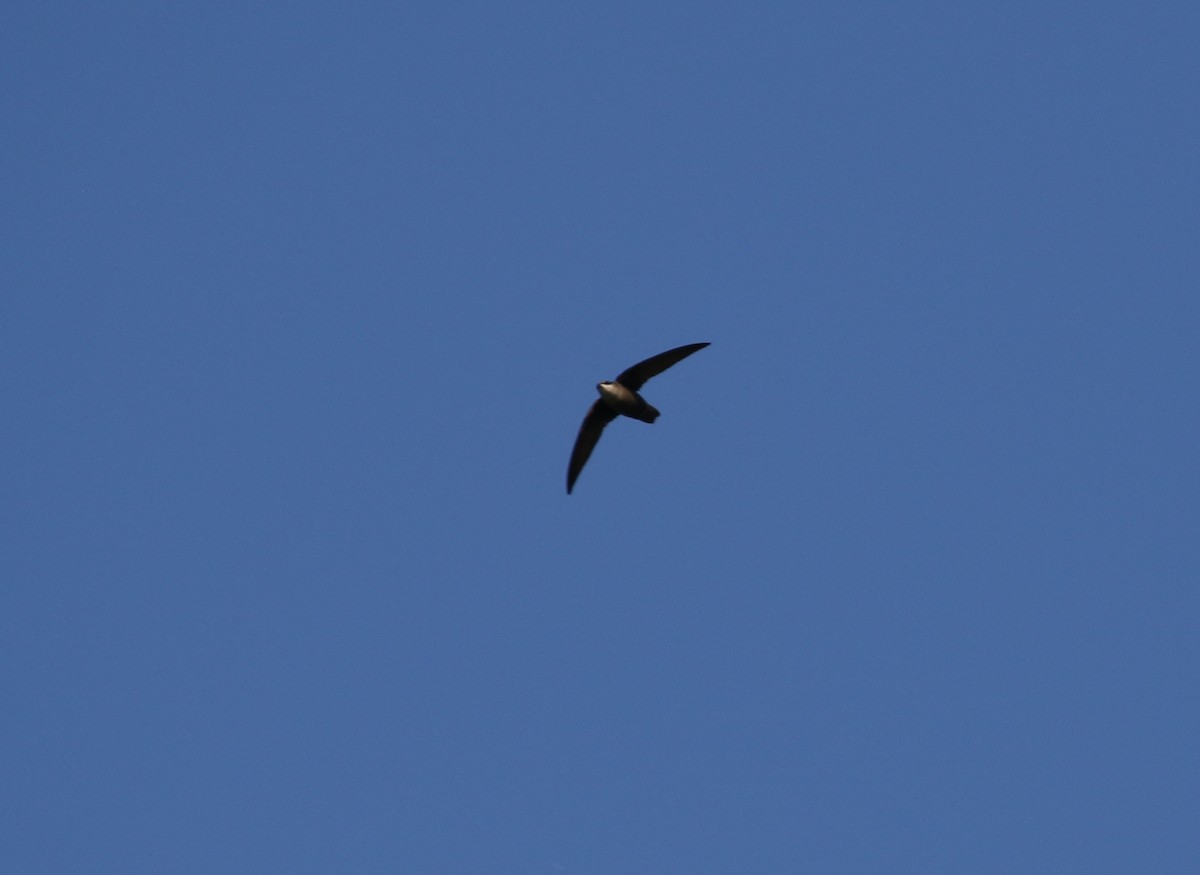 Chimney Swift - ML620324443