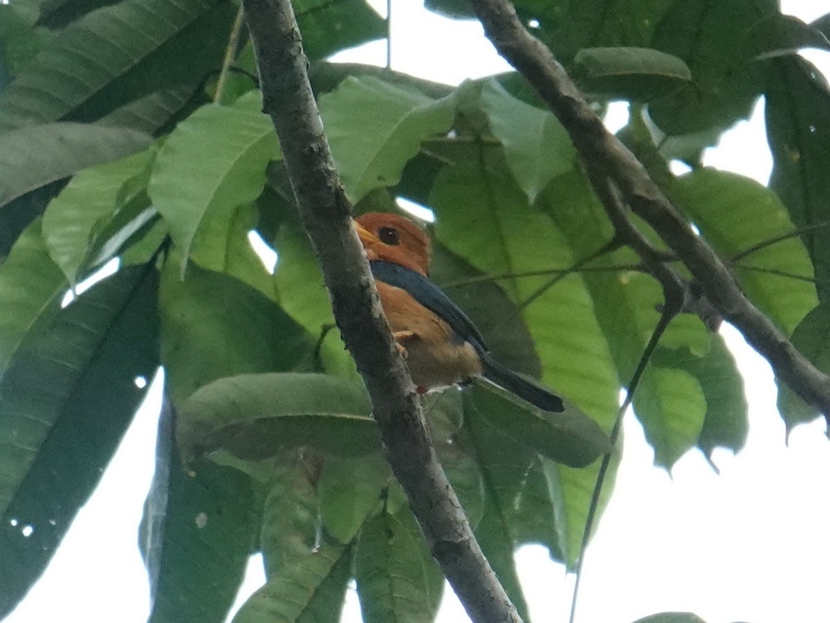 Yellow-billed Kingfisher - ML620324451