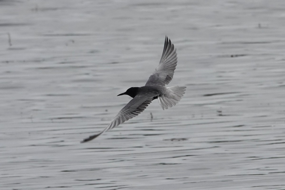 Black Tern - ML620324458