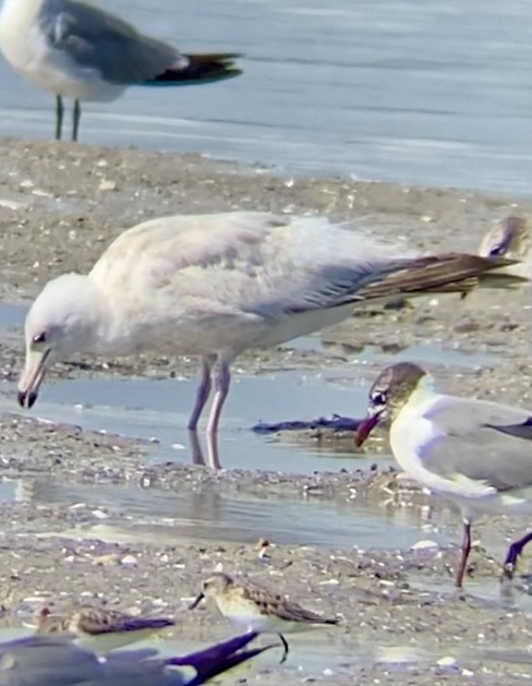 Herring Gull - ML620324461