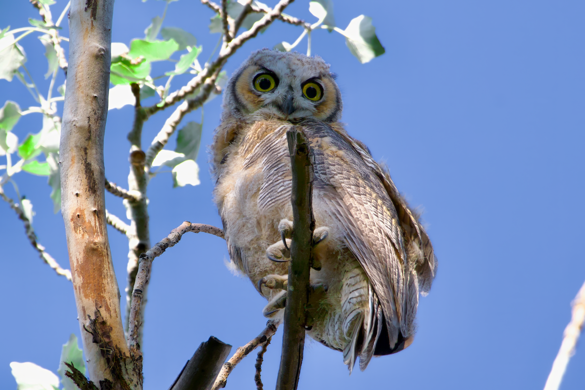 Great Horned Owl - ML620324462