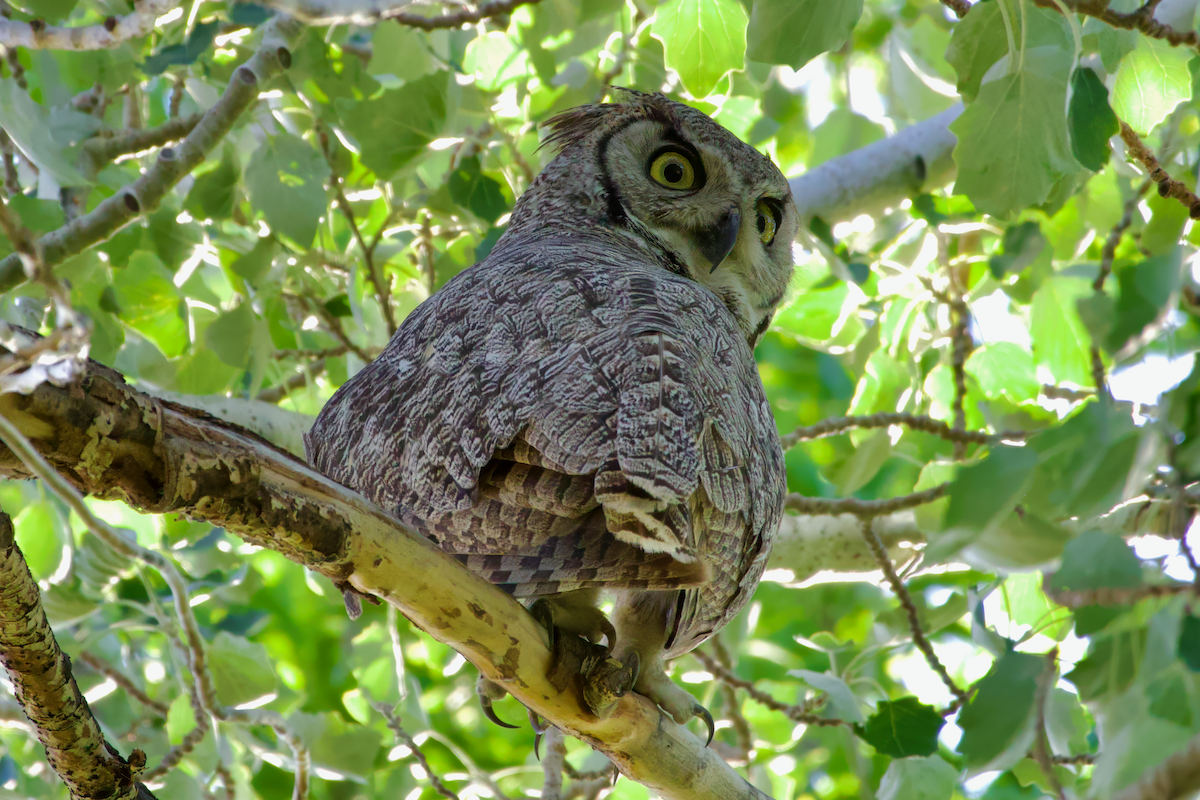 Great Horned Owl - ML620324463