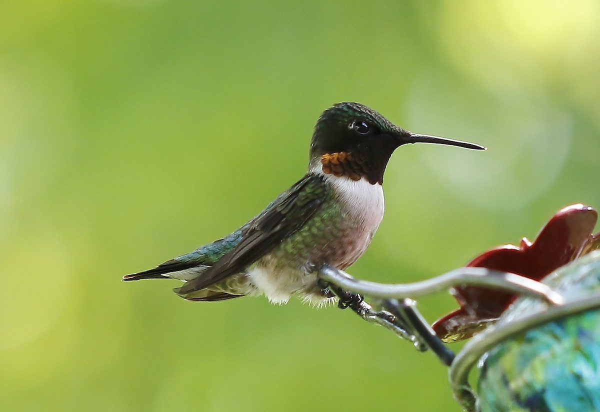 Ruby-throated Hummingbird - ML620324479