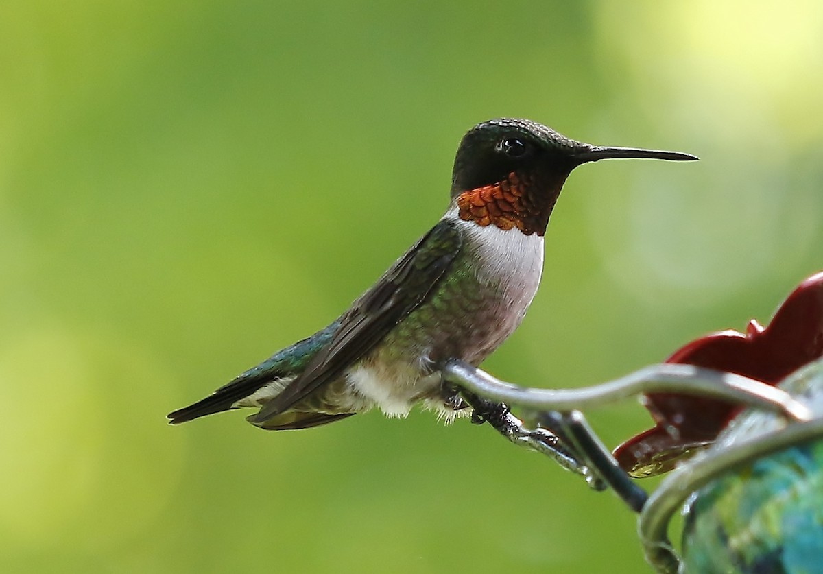 Ruby-throated Hummingbird - ML620324481