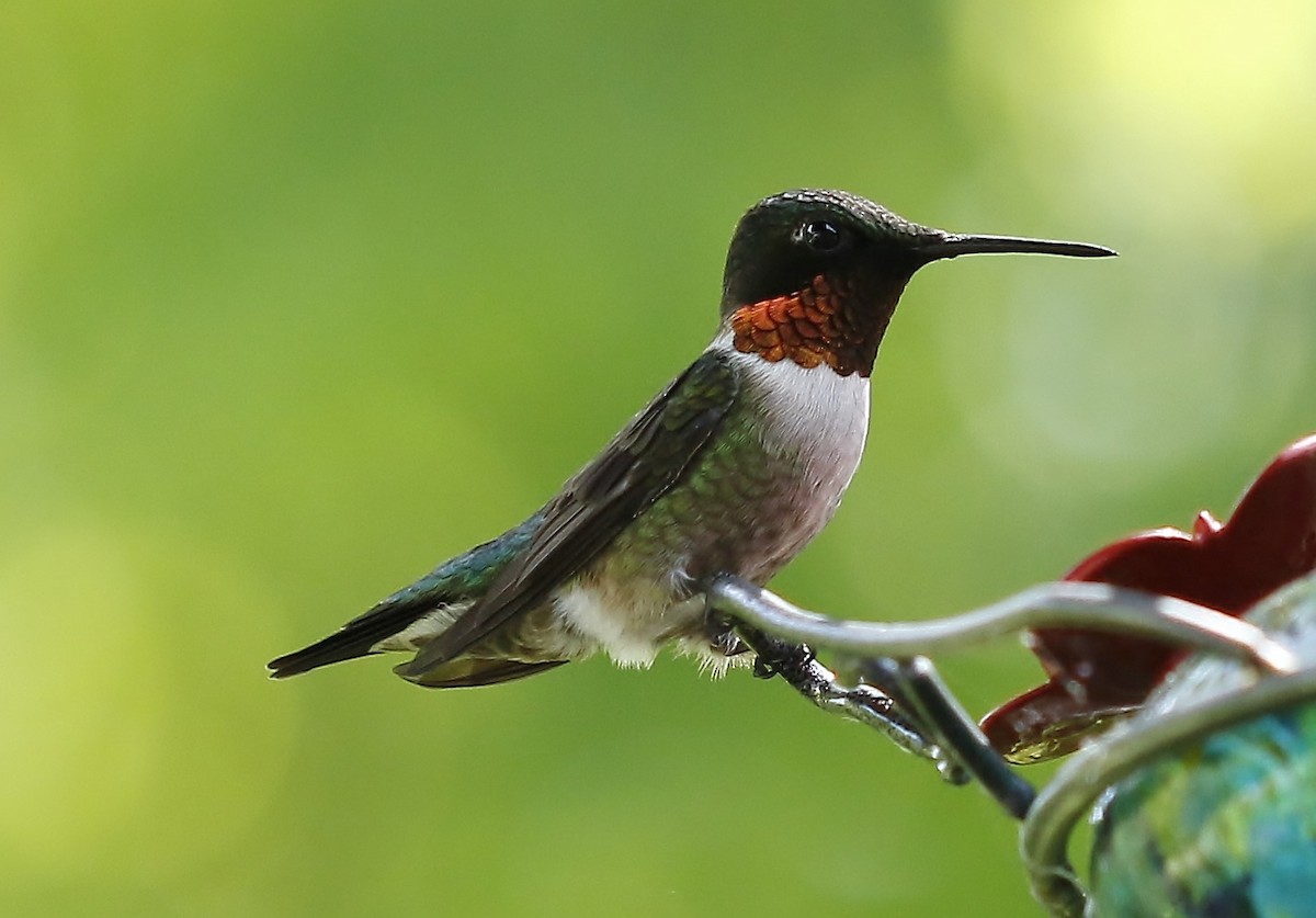 Ruby-throated Hummingbird - Phillip Odum