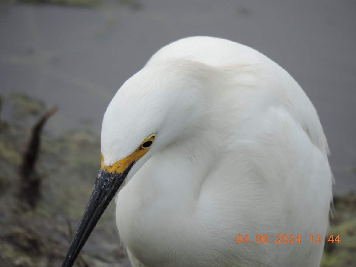 Snowy Egret - ML620324487