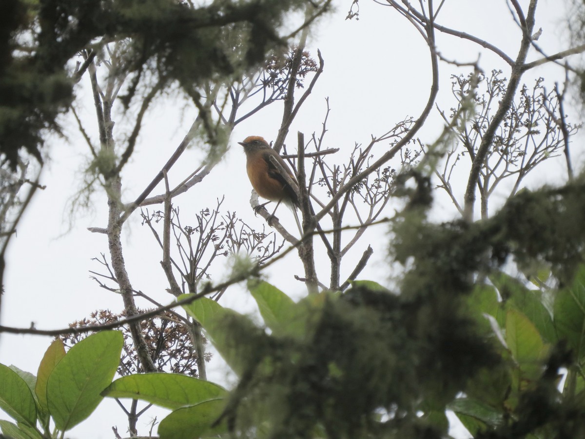 Rufous-browed Chat-Tyrant - ML620324489