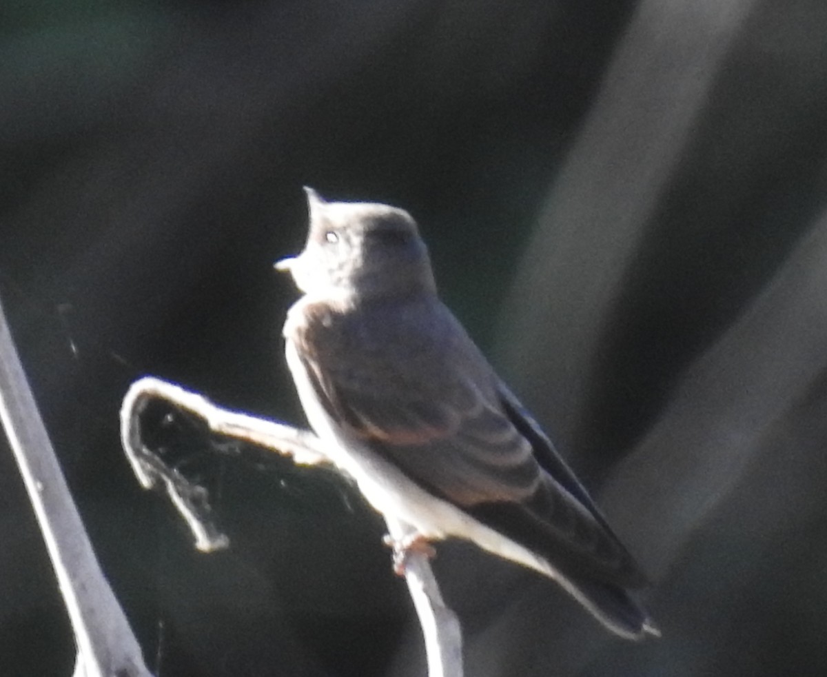 Northern Rough-winged Swallow - ML620324497