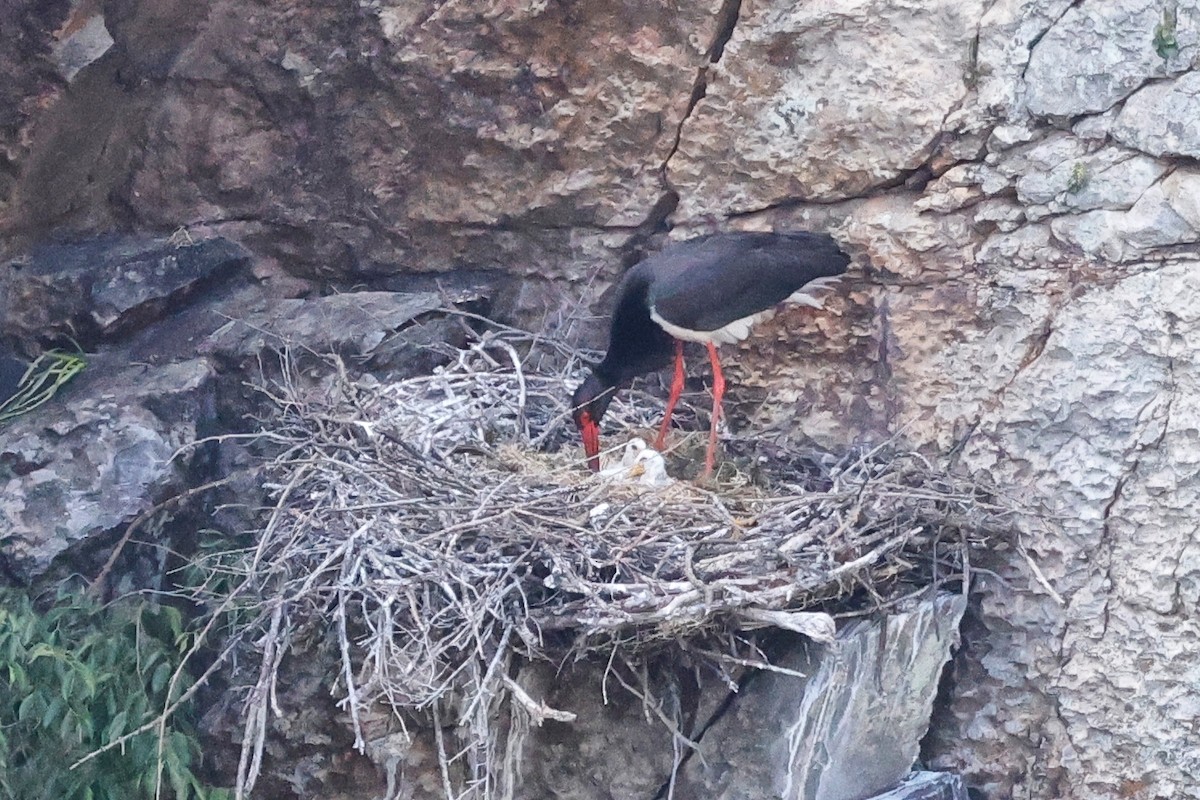 Black Stork - ML620324498