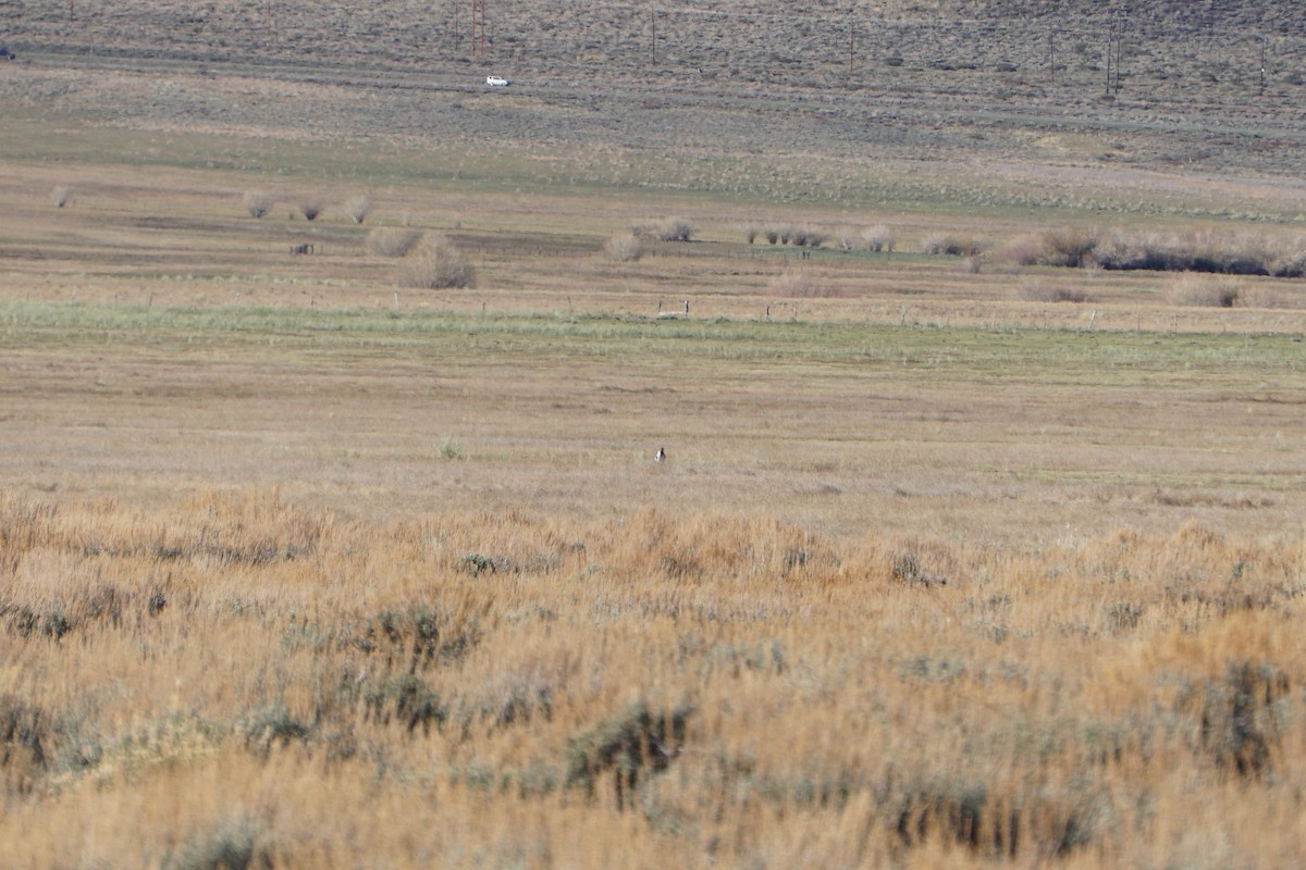 Greater Sage-Grouse - ML620324503