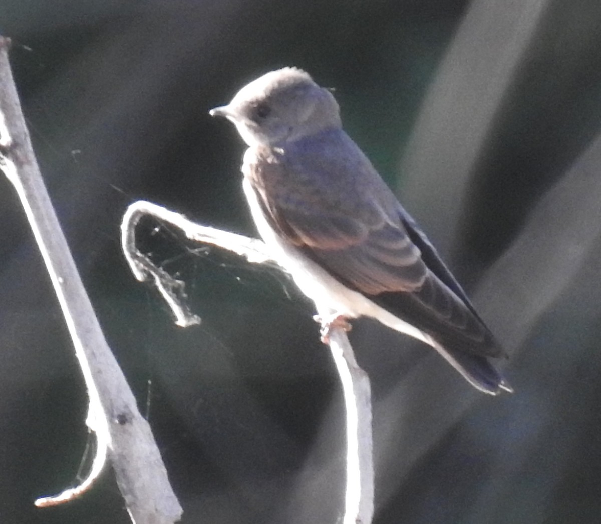 Northern Rough-winged Swallow - ML620324504