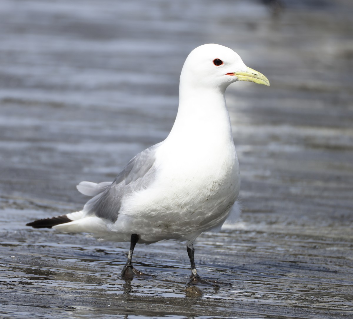 Mouette tridactyle - ML620324505