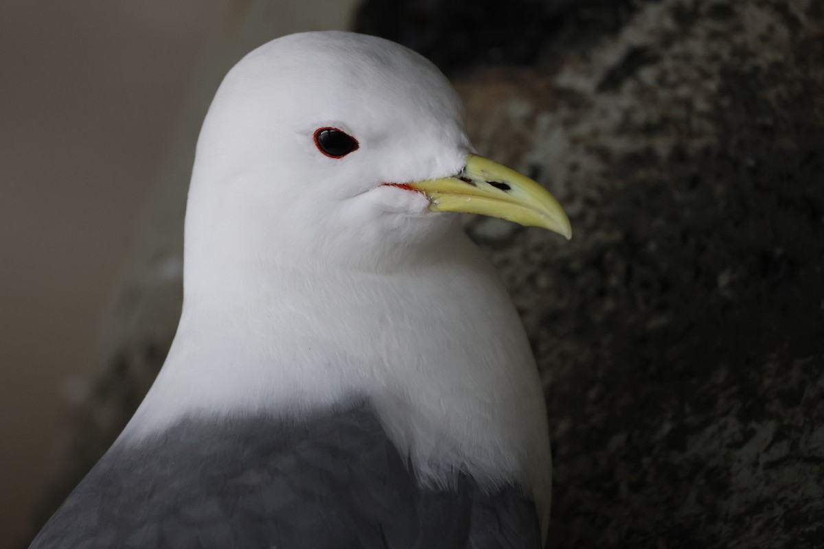 Black-legged Kittiwake - Jacob Truetken