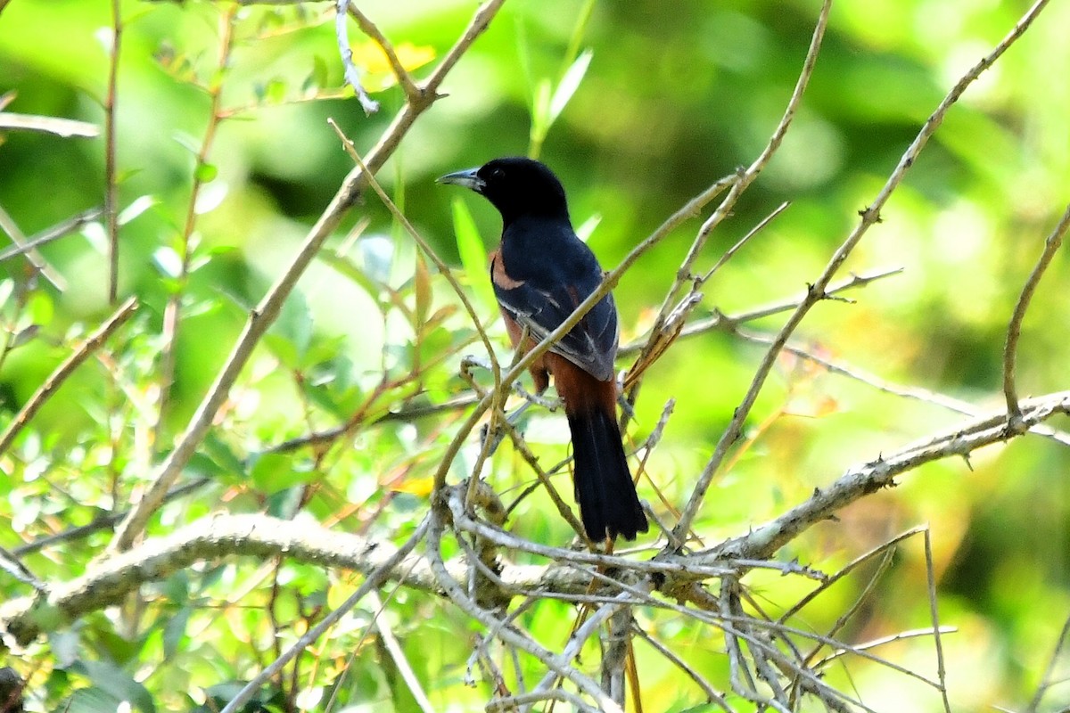Orchard Oriole - ML620324508