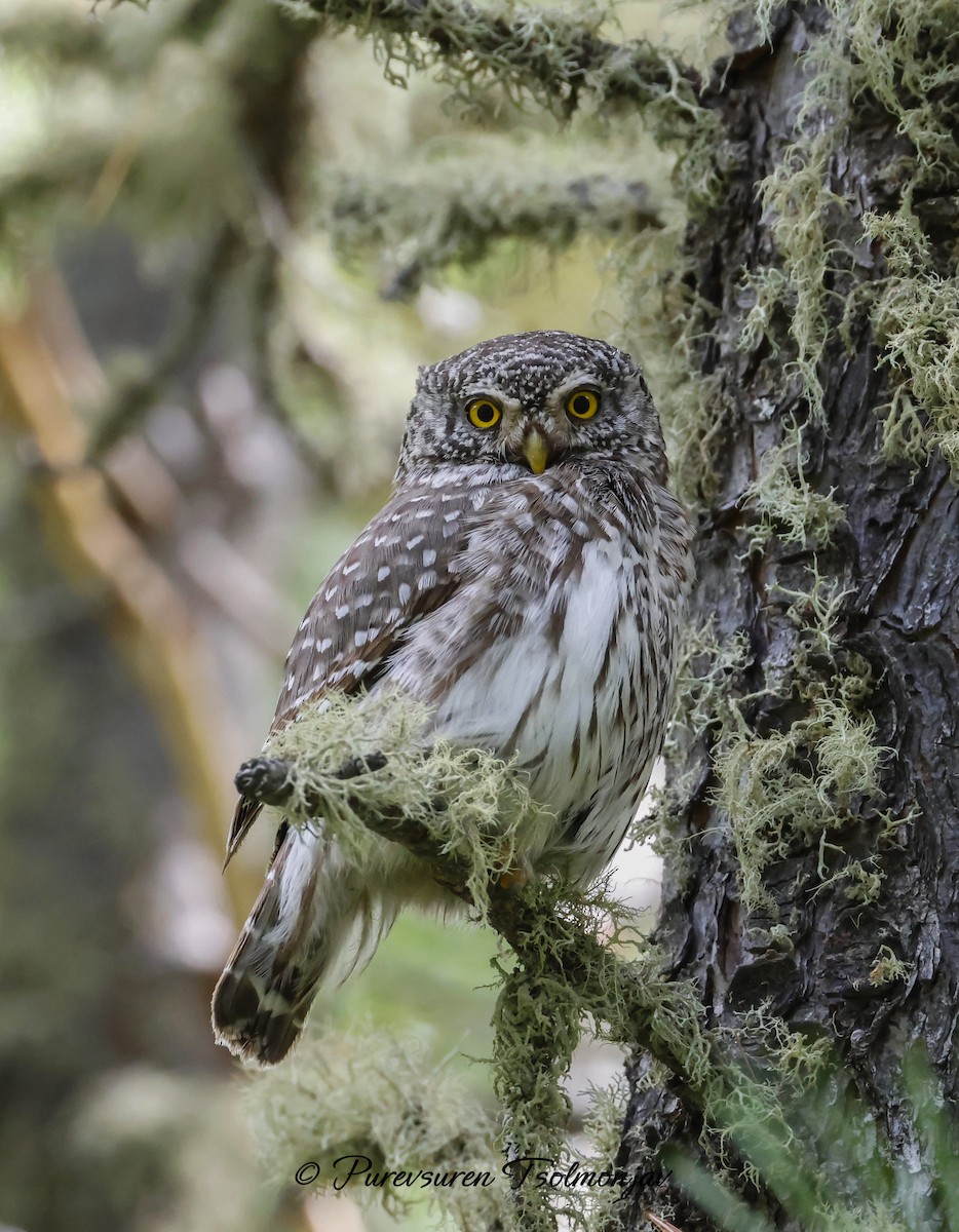 Eurasian Pygmy-Owl - ML620324516