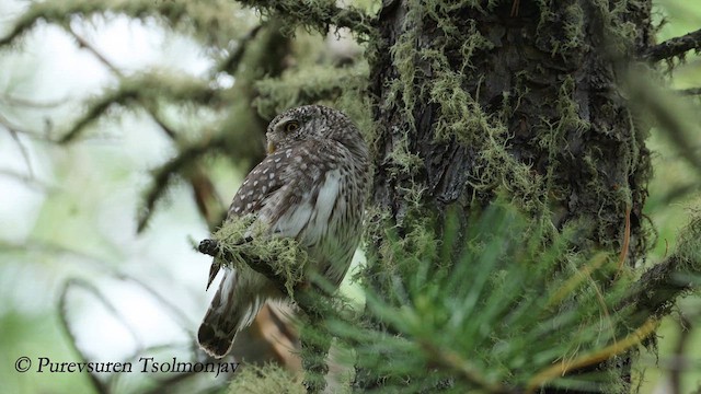 Eurasian Pygmy-Owl - ML620324521