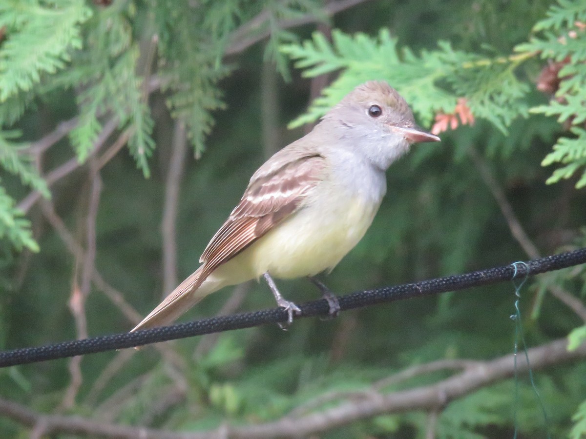 Great Crested Flycatcher - ML620324529