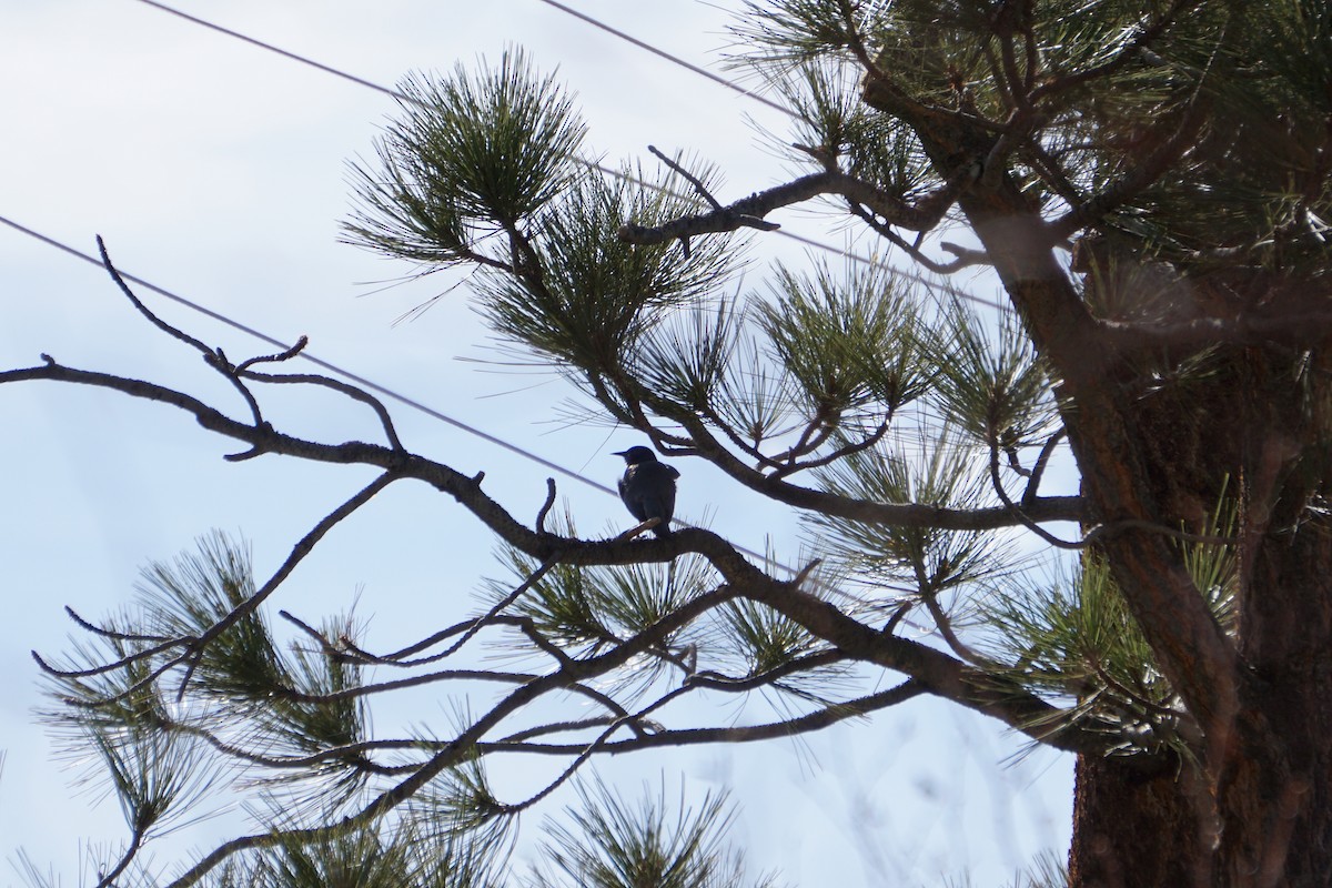 Pinyon Jay - ML620324535