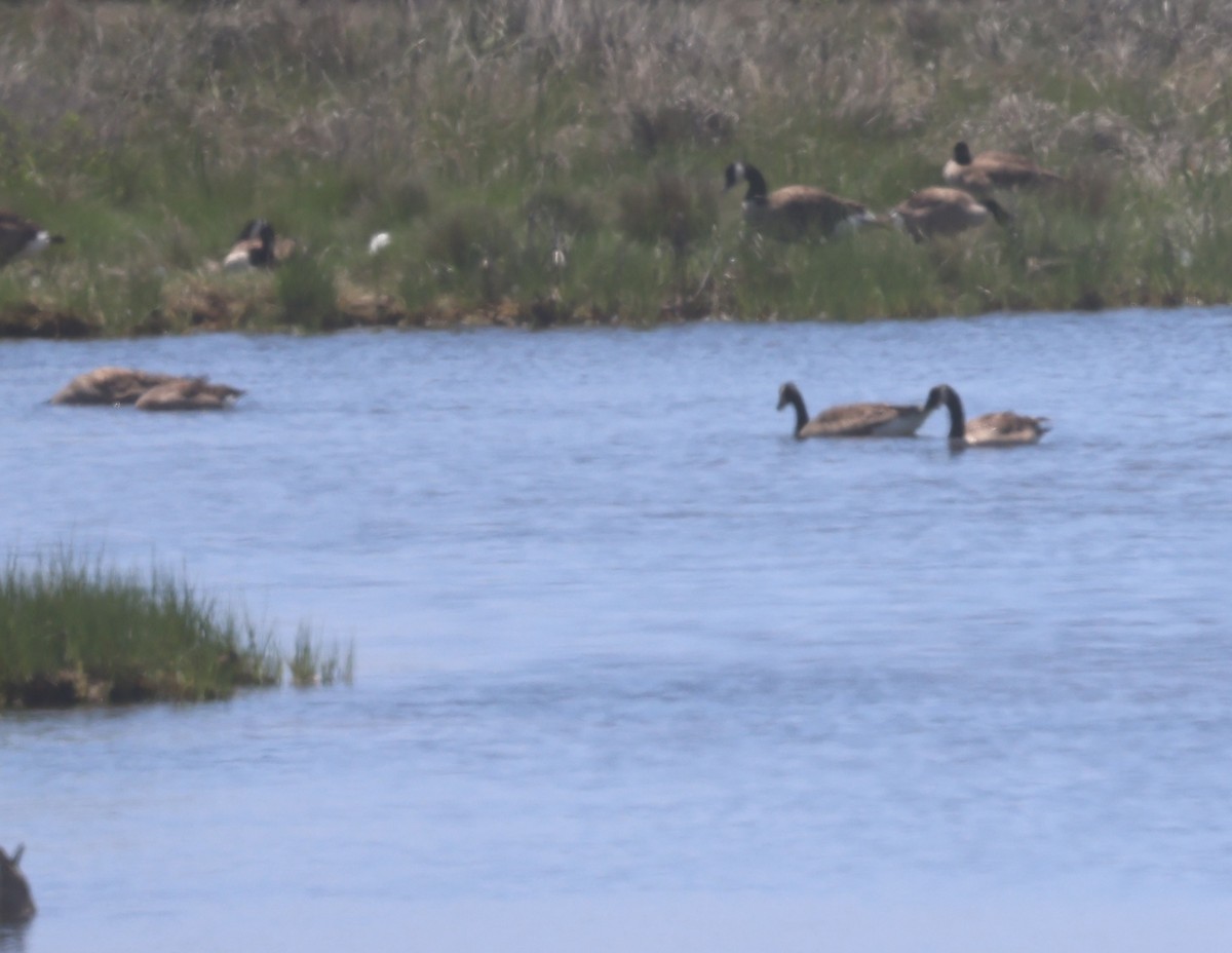 Canada Goose - ML620324538