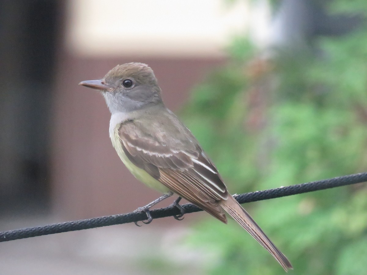 Great Crested Flycatcher - ML620324542