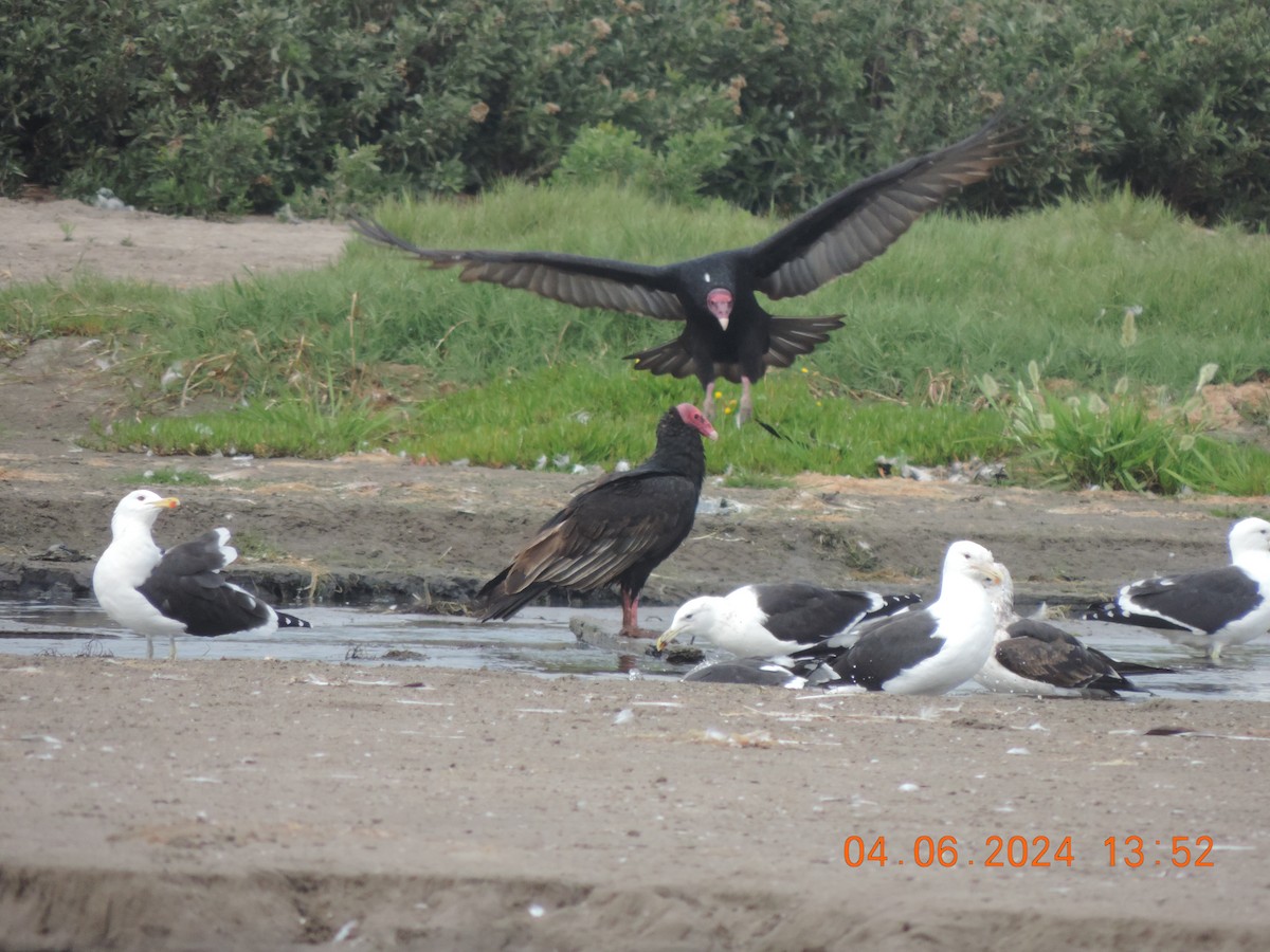 Turkey Vulture - ML620324545
