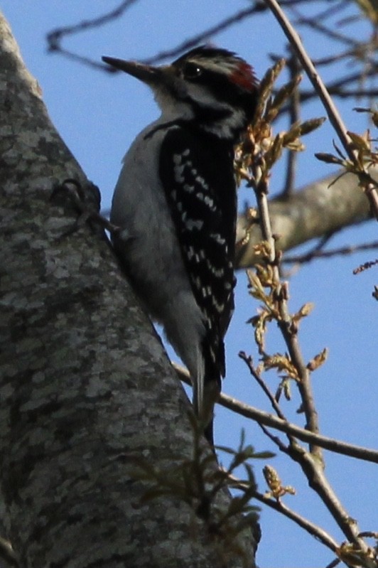 Hairy Woodpecker - ML620324547