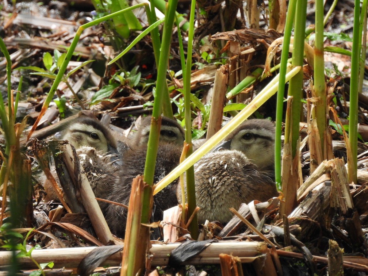 Wood Duck - ML620324550