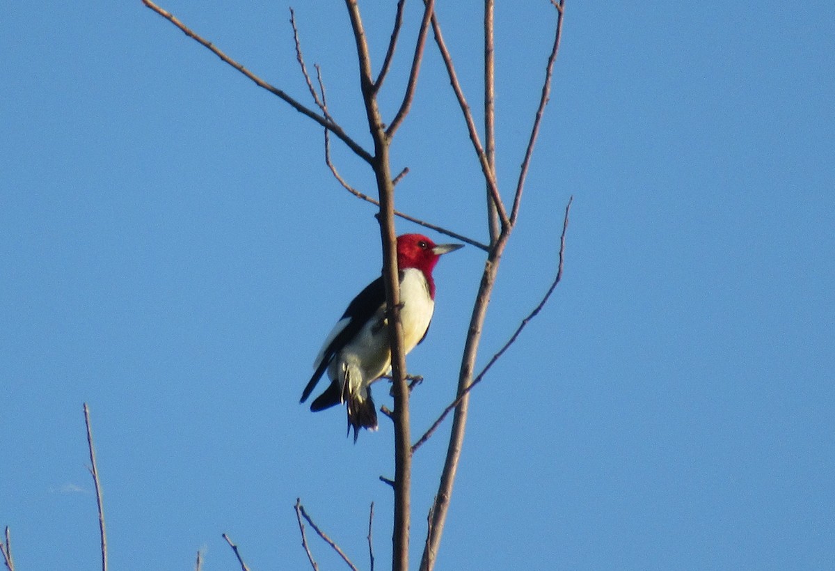 Red-headed Woodpecker - ML620324555