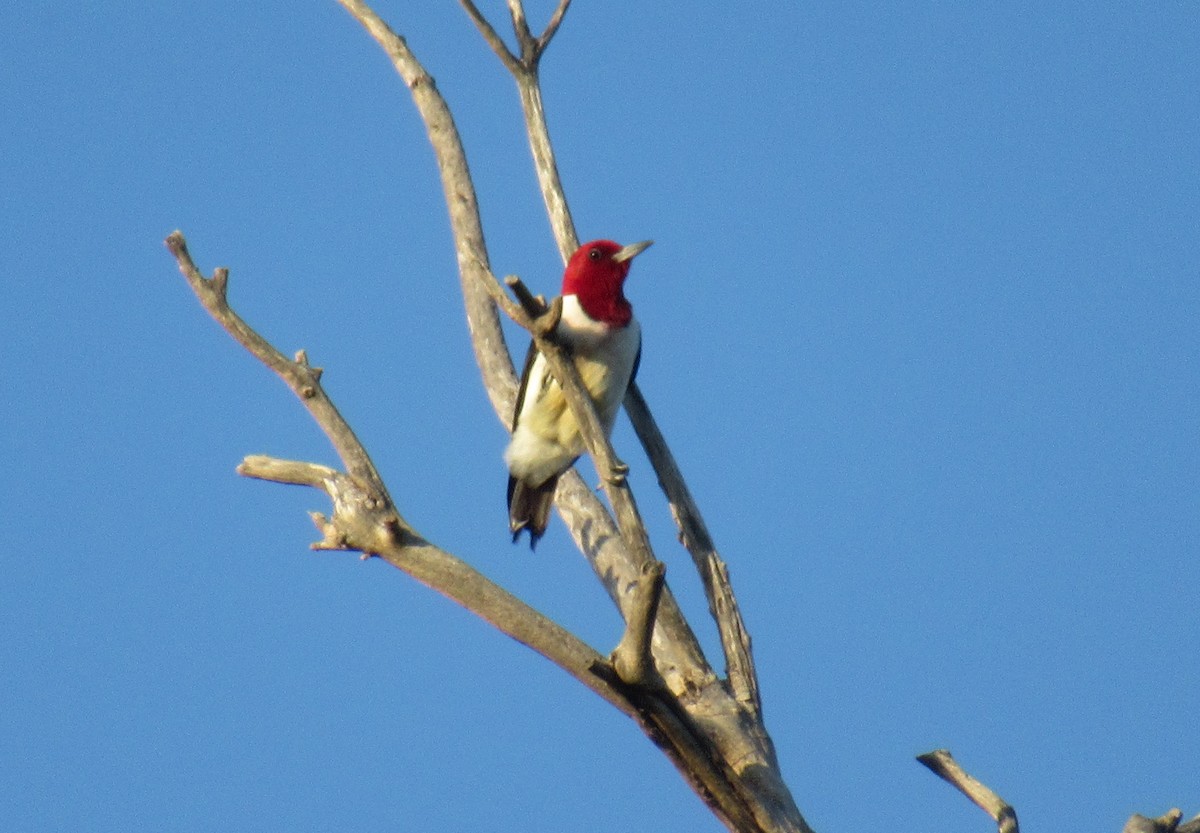 Red-headed Woodpecker - ML620324556