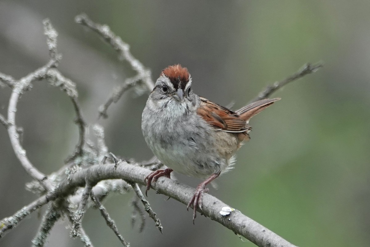 Swamp Sparrow - ML620324567